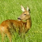 Alpakahof Strieder *