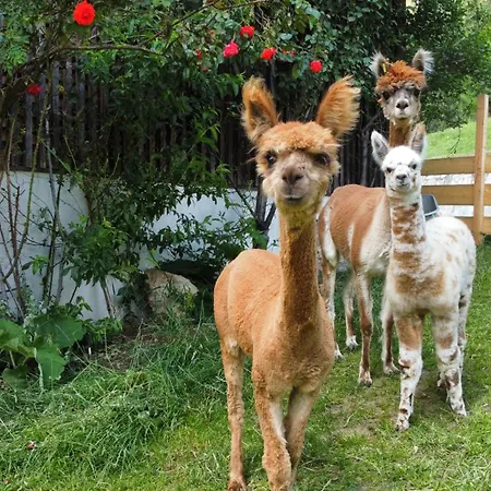 Alpakahof Strieder Daire Maria Luggau