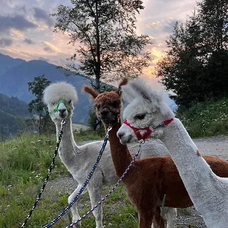 Alpakahof Strieder Daire *