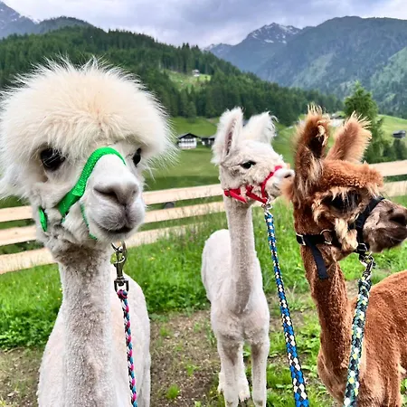 Daire Alpakahof Strieder *