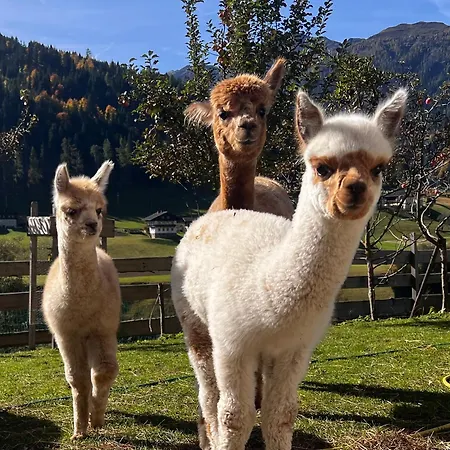 Alpakahof Strieder Apartament