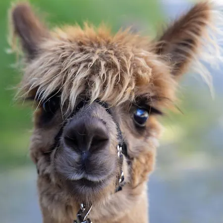 Alpakahof Strieder Apartament Maria Luggau