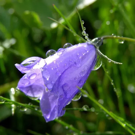 Alpakahof Strieder Daire *