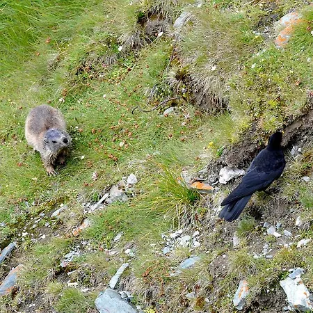 Daire Alpakahof Strieder Maria Luggau