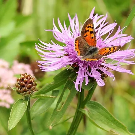 Alpakahof Strieder 玛丽亚-卢高