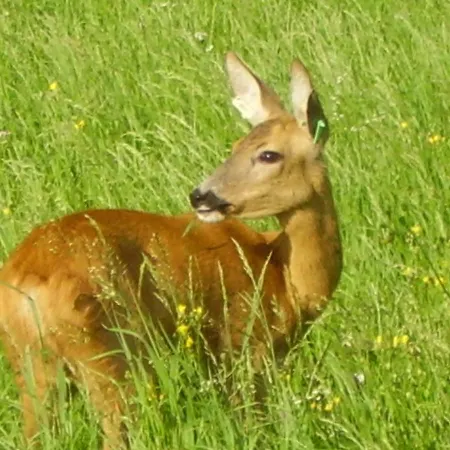 Alpakahof Strieder *