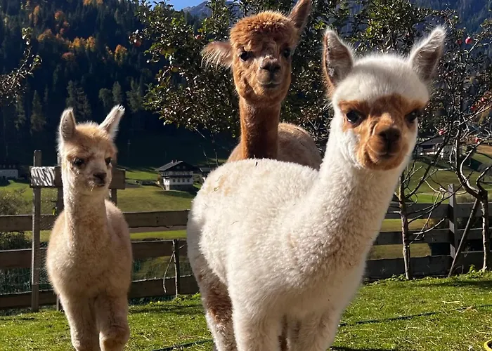 Alpakahof Strieder Apartament