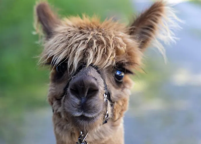 Alpakahof Strieder Appartement Maria Luggau