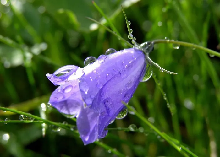 Alpakahof Strieder Apartment *