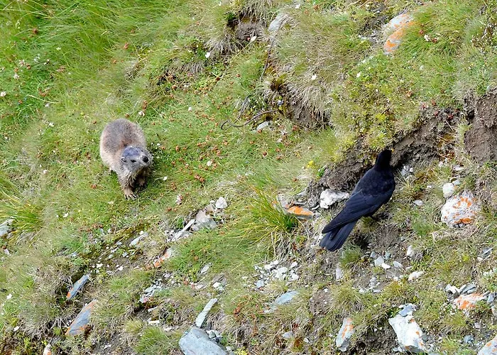 Appartement Alpakahof Strieder Maria Luggau