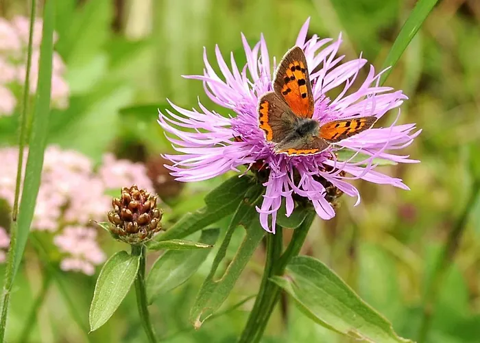 Alpakahof Strieder Maria Luggau