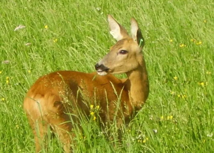 Alpakahof Strieder *